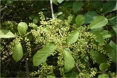 Embelia tsjeriam-cottam